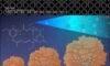 Maytansinol Functionalization: Towards Useful Probes for Studying Microtubule Dynamics