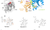 Structural insight into the stabilization 1 of microtubules by taxanes